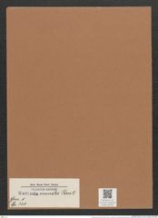 Navicula venusta Pant. (de-Toni-Nr.: Genus 1, Species 331) Zeichnungen Sammlung Grunow Mappe 00295 (Herbarium_W_Grunow_drawings_Folder_00295)